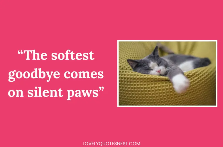 Cat Loss Quotes for Comfort and Reflection