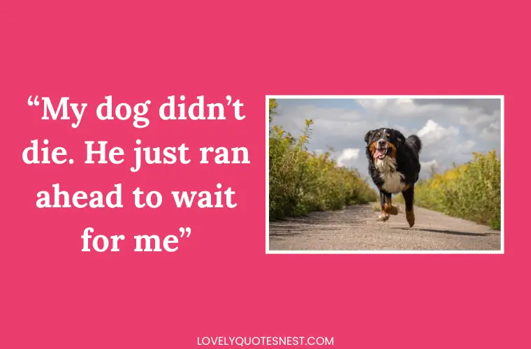 Comforting Dog Loss Quotes