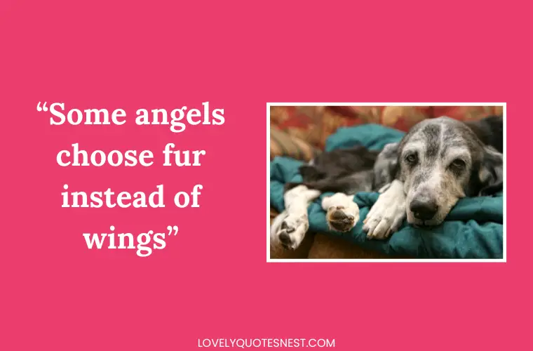 Comforting Mourning Quotes for Pets