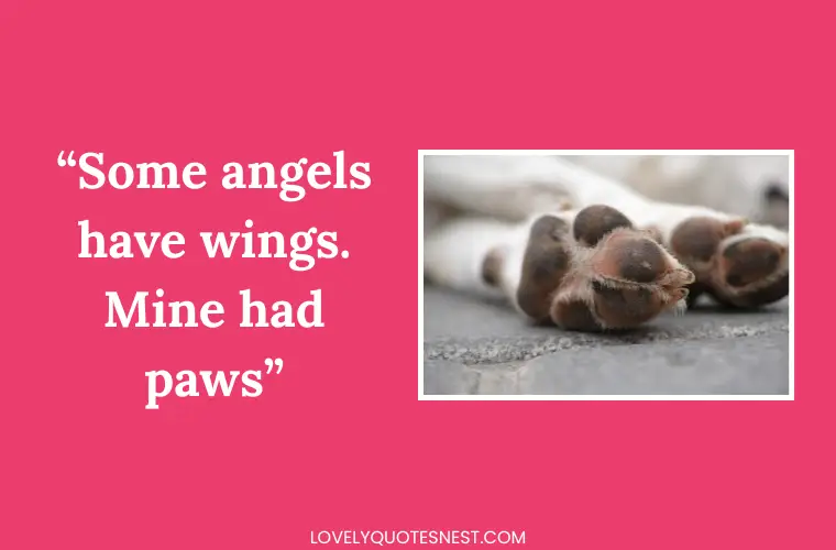 Heartfelt Pet Loss Quotes for Mourning