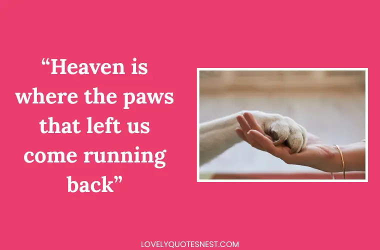 Inspirational Pet Loss Quotes and Reunion