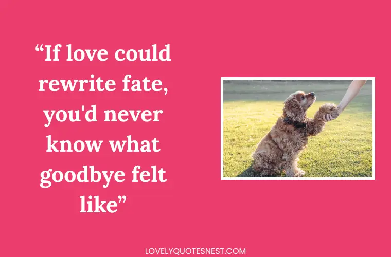 Mourning Quotes for Pets If Love Could Have Saved You