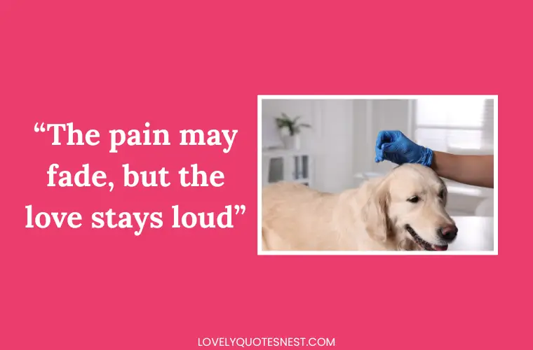 Pet Loss Quotes to Help with Healing and Acceptance
