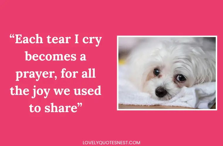 Poetic Mourning Quotes for Pets