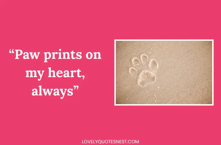 Short Mourning Quotes for Pets to Use on Memorials